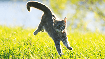 pet wellness plans in wilton manors, fl