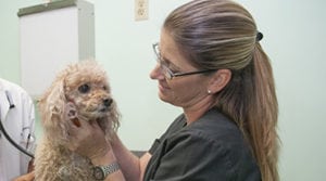 dog vaccinations in wilton manors, fl