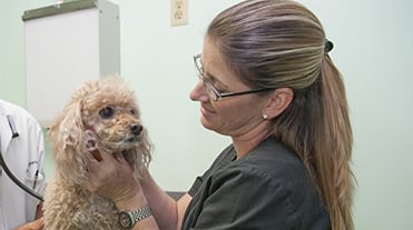 cat and dog vaccinations in wilton manors, fl