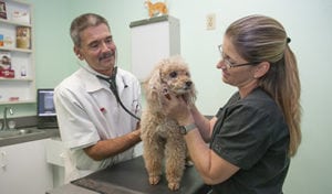 dermatology check on poodle