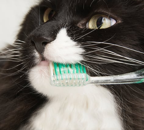 cat brushing its teeth