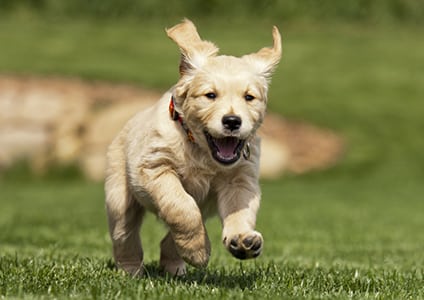 puppy running outside