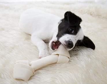 dog teeth cleaning in wilton manors, fl