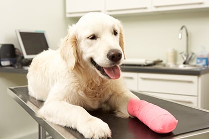 dog with a bandaged leg