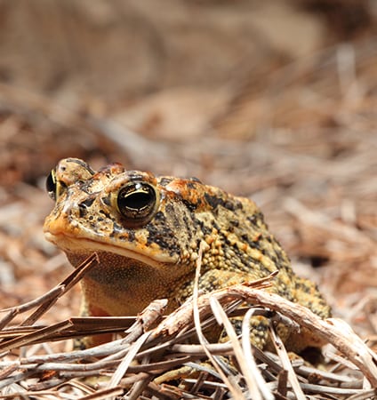 bufo toad sitting in grass
