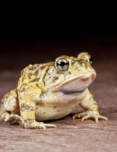 Bufo Toad Dangers - Arbor Pet Hospital in Wilton Manors, FL