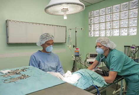 veterinarians performing surgery