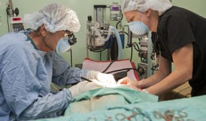 vet performing surgery
