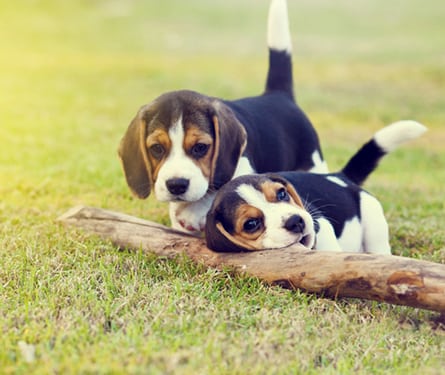 two beagles playing outside