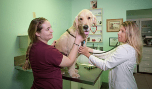 cat and dog vaccinations wilton manors, fl