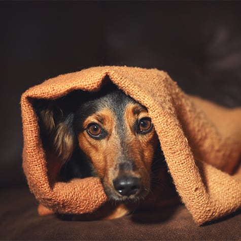 dog hiding under orange blanket