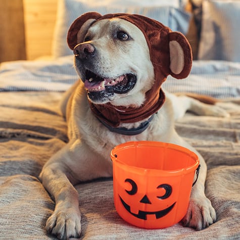 halloween pet safety in wilton manors, fl