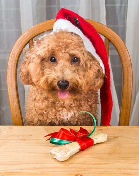 holiday pet safety in wilton manors, fl