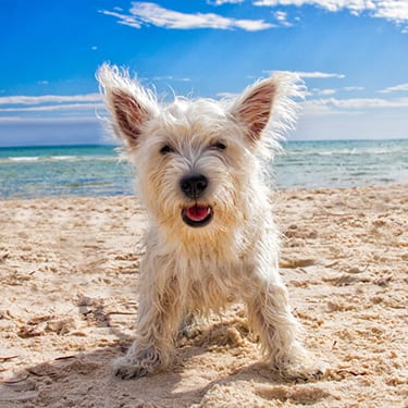 dog at a beach