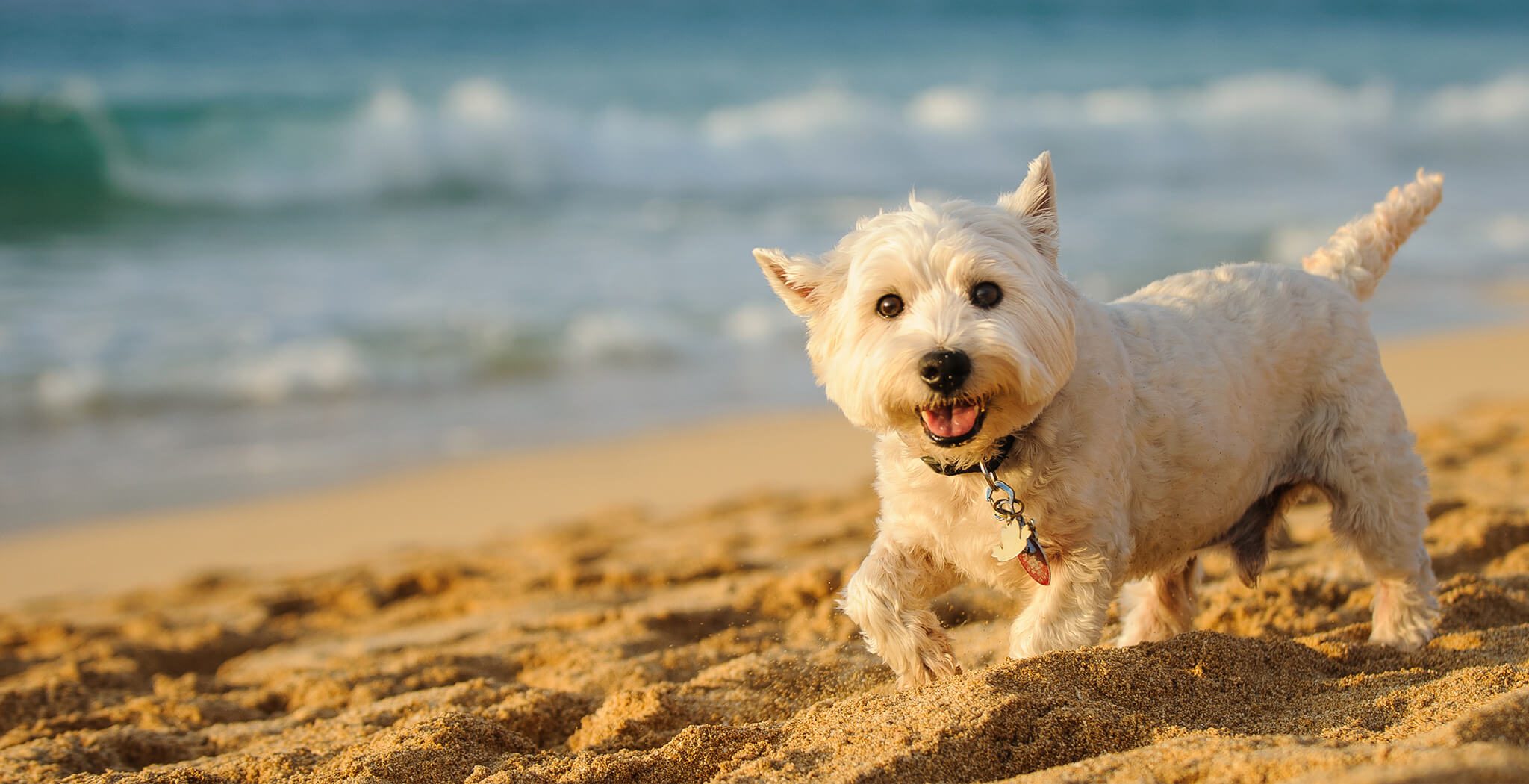 White Dog On Beach