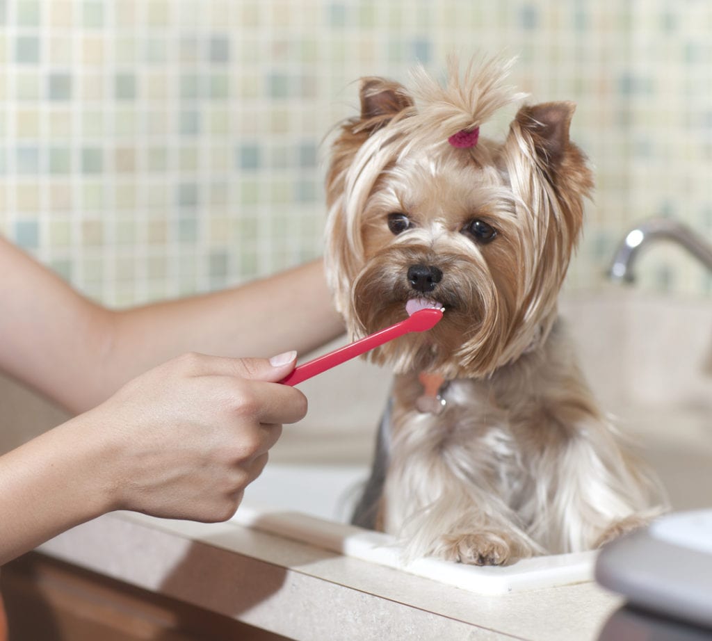 dog teeth cleaning in wilton manors, fl