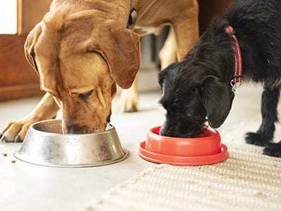 dog food in wilton manors, fl