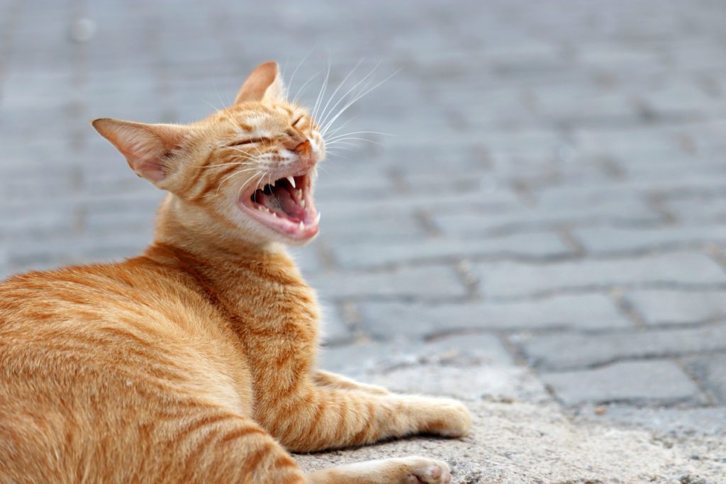 cat sneezing in wilton manors, fl