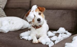 dog separation anxiety in wilton manors, fl