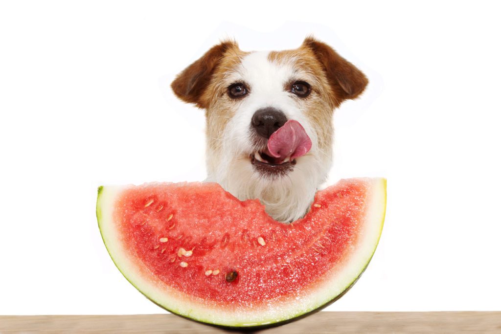 Dog Eating Fruit
