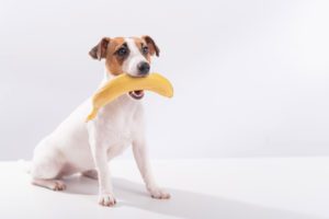 Dog eating banana