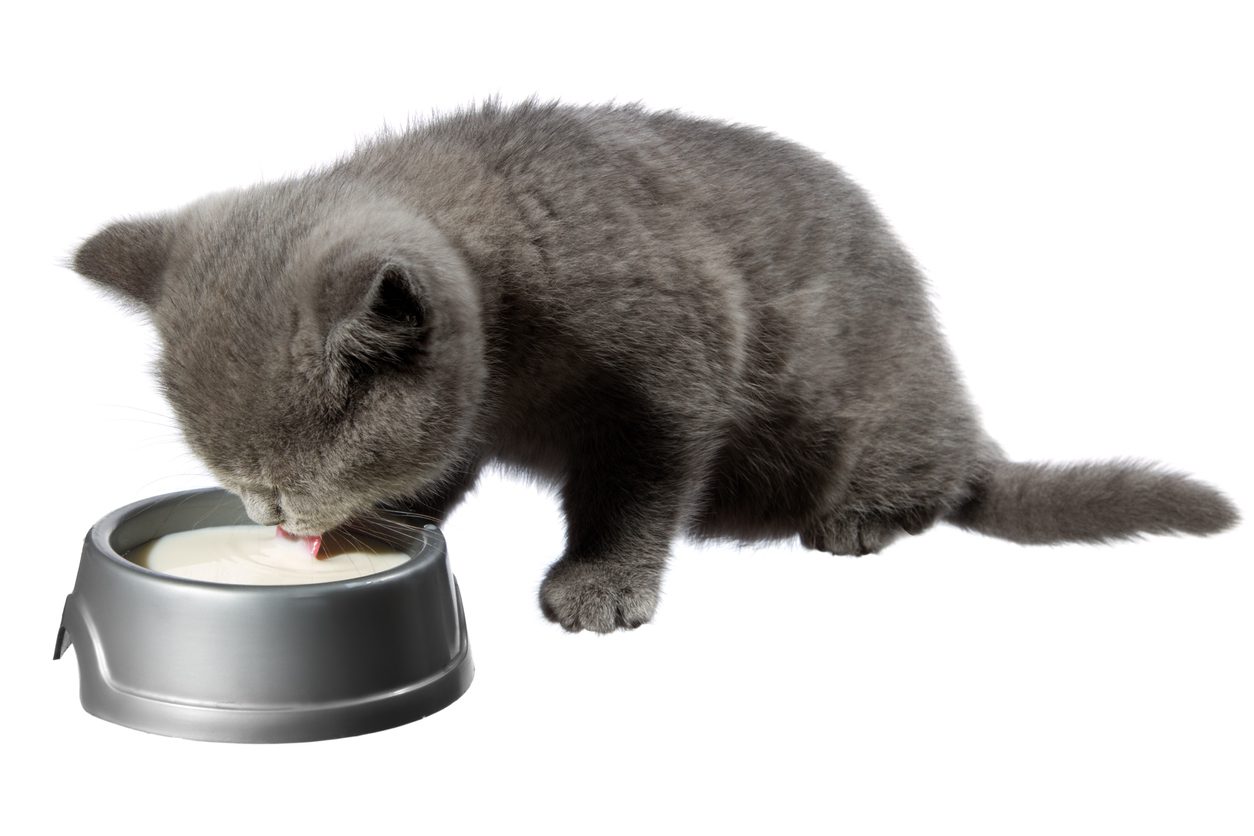 Can Cats Drink Milk? - Arbor Pet Hospital