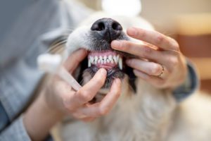 Opening dog's mouth for teeth cleaning