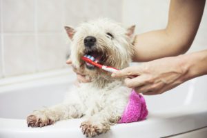 Pet owner cleaning dog's teeth at home