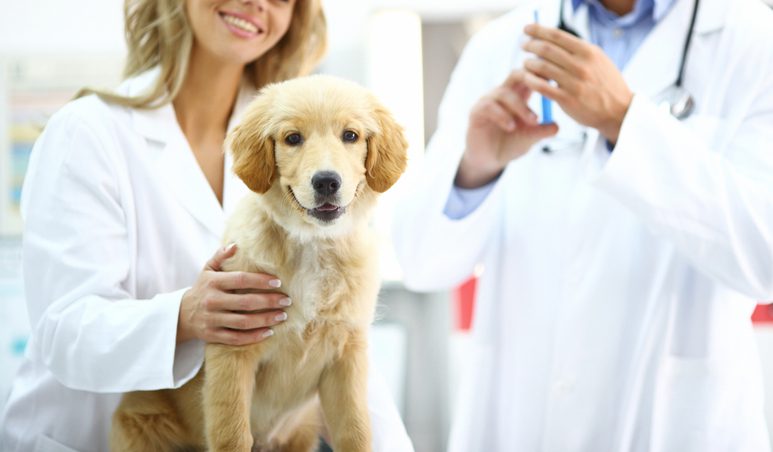 dog rabies vaccine in wilton manors FL