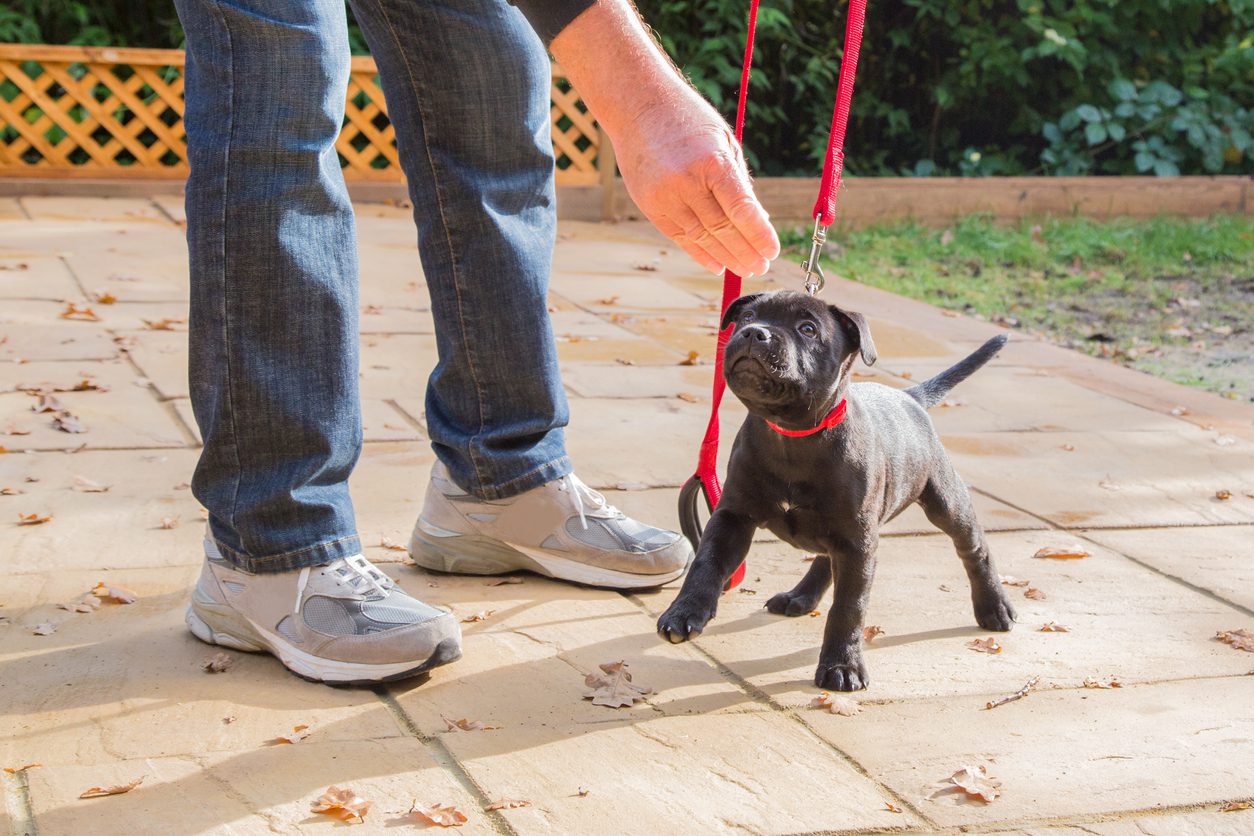 When Should My Puppy Start Obedience Training Arbor Pet Hospital