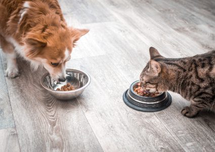 Dog and Cat eating