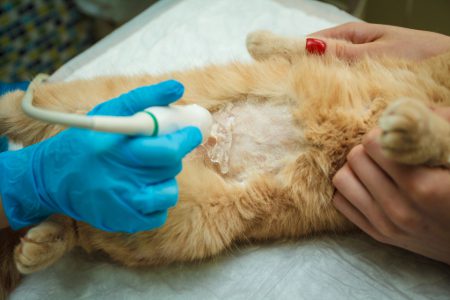 Cat ultrasound