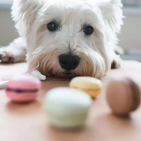 white dog looking at colorful macaroons on table