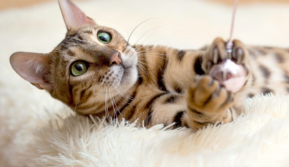 striped cat with green eyes laying down and playing