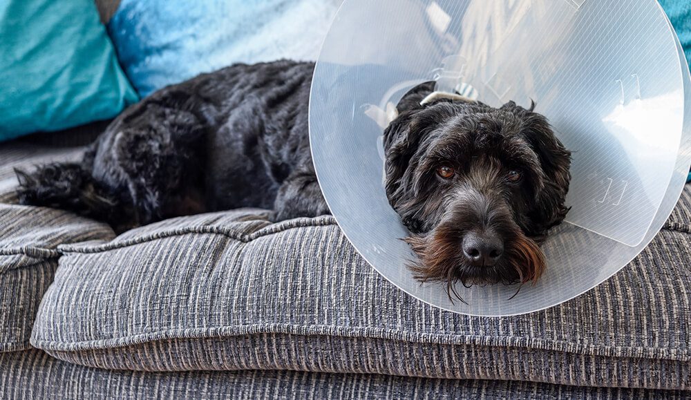 black dog laying on sofa with surgical cone around neck