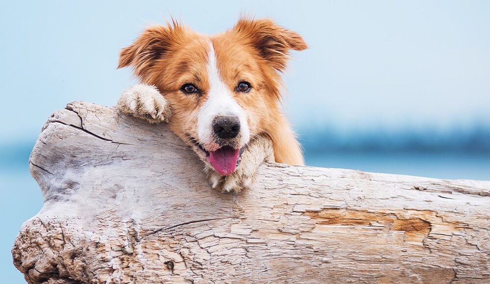 happy brown and white dog leaning on driftwood log