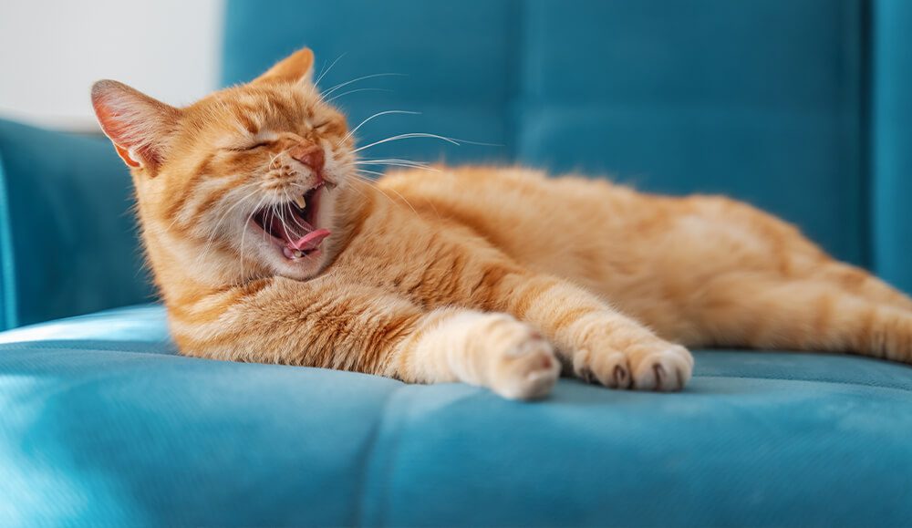 orange cat laying on blue sofa and yawning