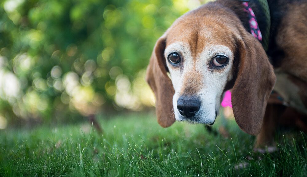 sad brown and white hound dog in grass
