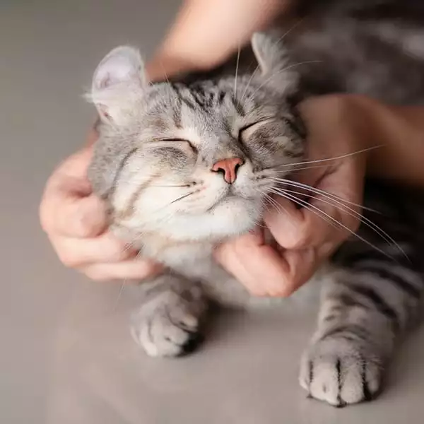 happy grey tabby cat getting pets from owner