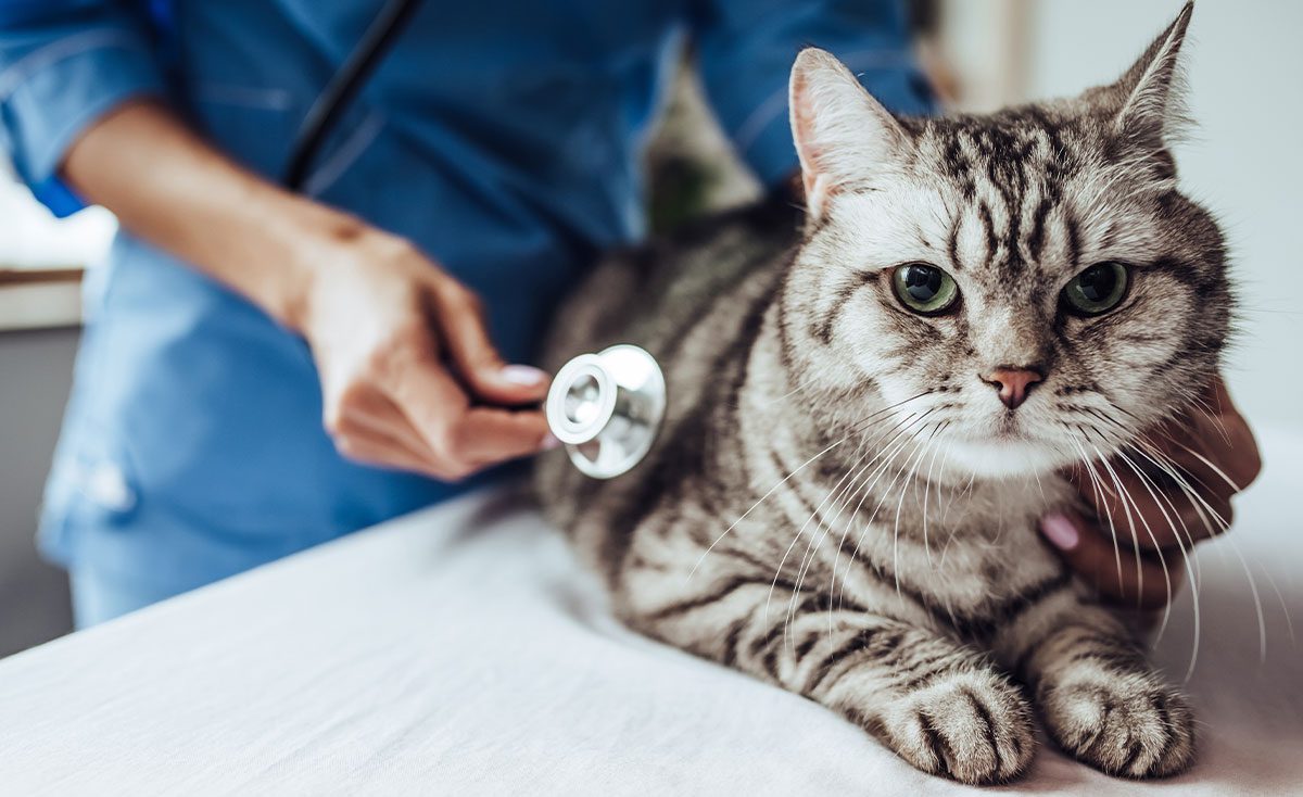 striped cat lying on exam table while veterinarian uses stethoscope to check cat's heart