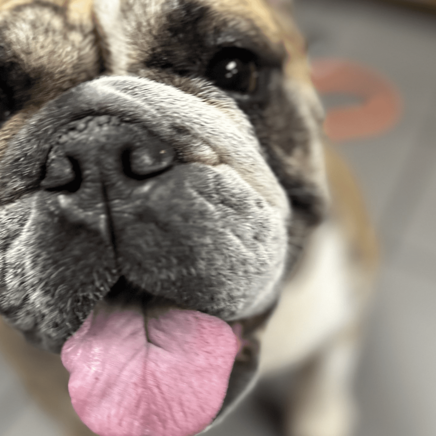 Bulldog smiling up close