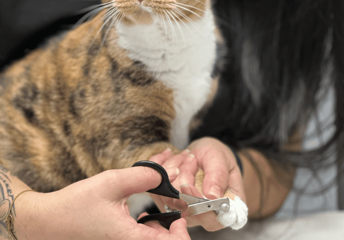 tabby cat getting its nails clipped by a technician