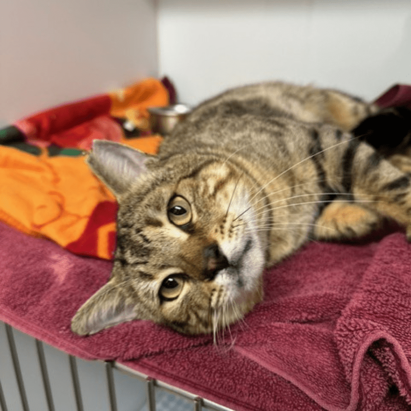 Tabby cat laying on red towel in boarding cage