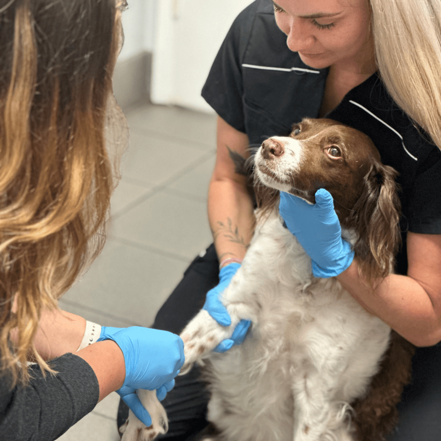 white and brown dog with two technicians getting a catheter