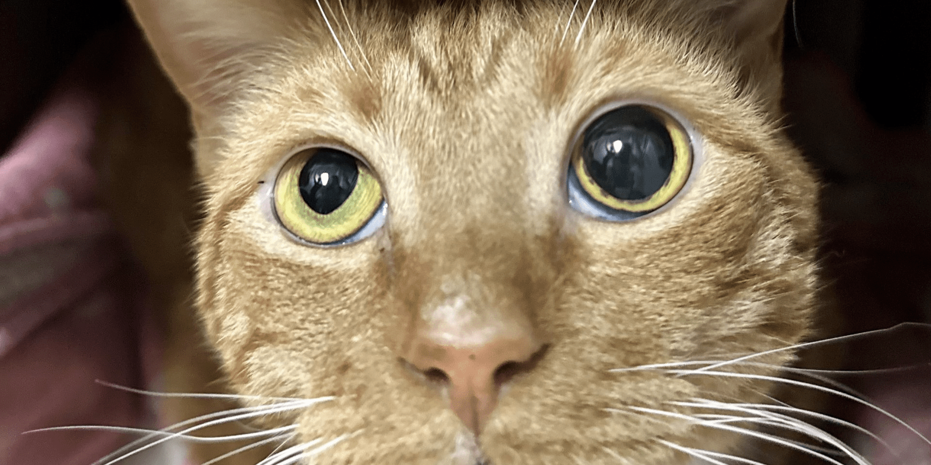 Scott the orange cat