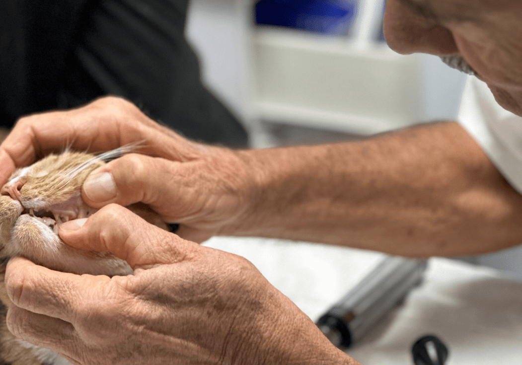 doctor examining an orange cat's teeth