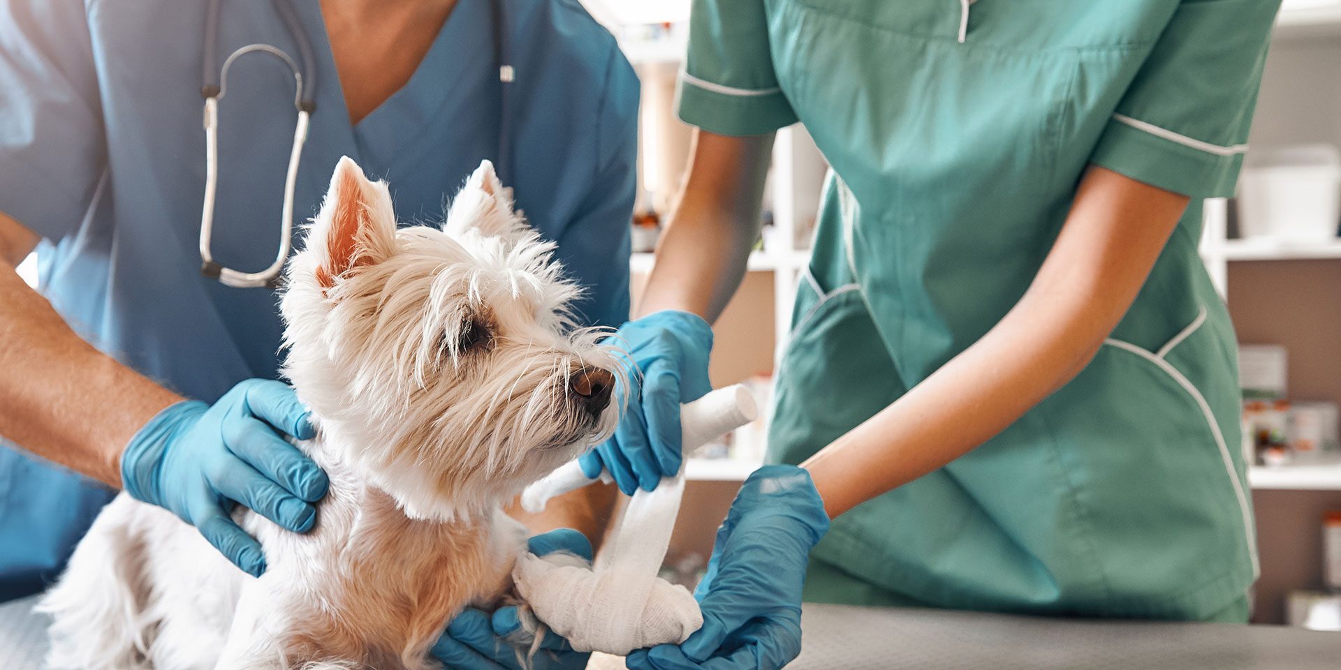 male veterinarian gently holding small white dog while female assistant wraps dog's injured paw with white bandage