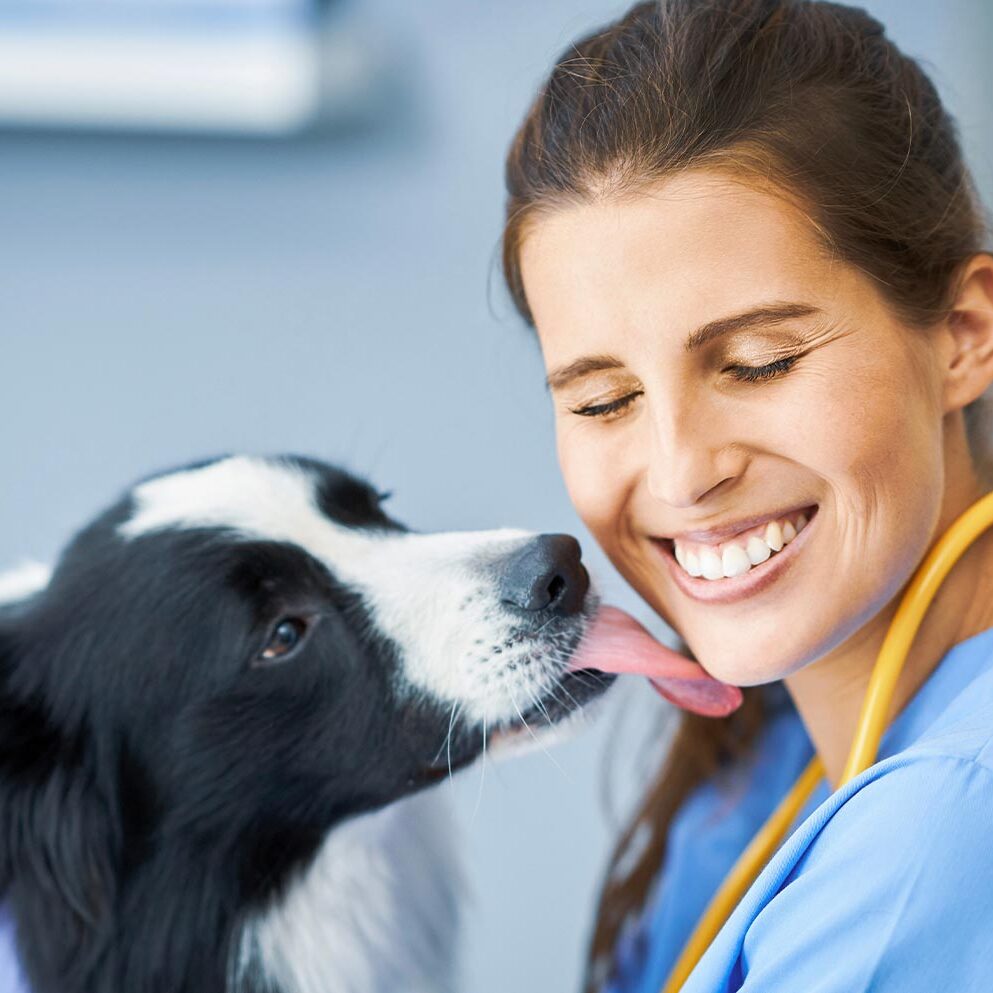 female veterinarian smiling while border collie licks her face