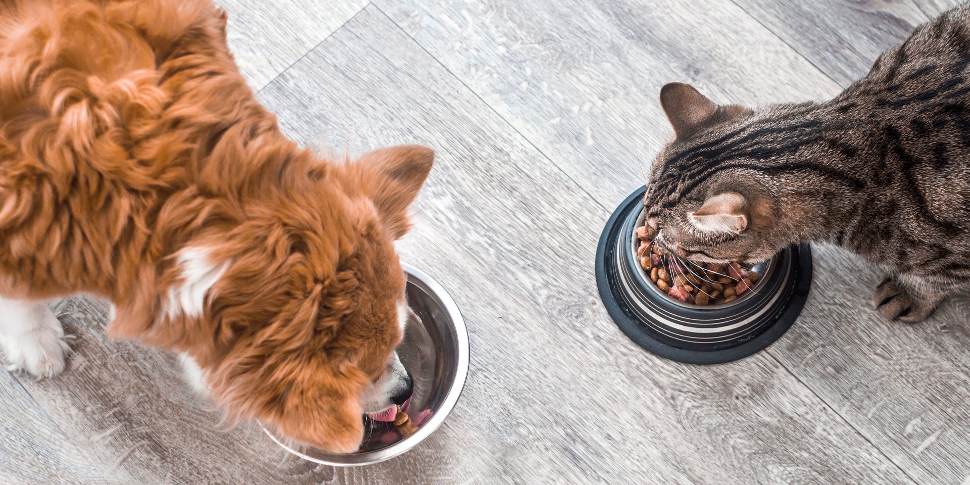 dog and cat eating together from separate bowls indoors