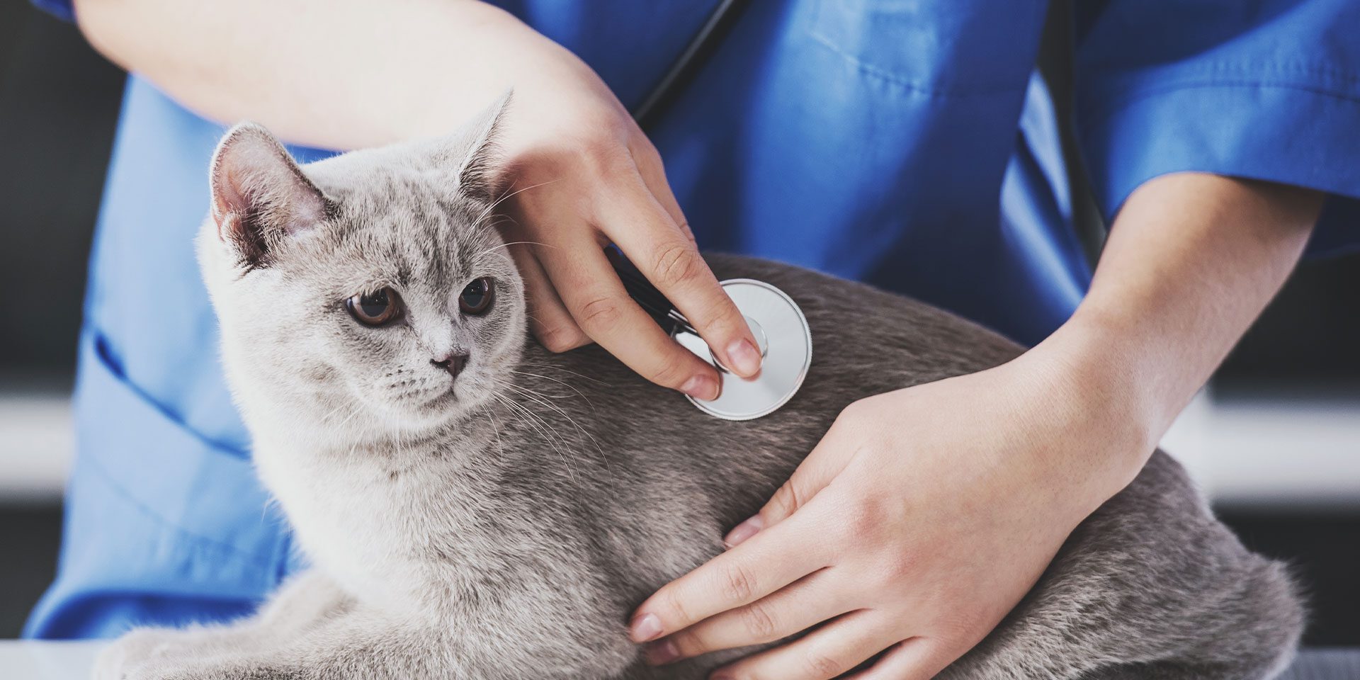female veterinarian examining grey cat's heart with stethoscope